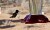 Humming bird at HLA
